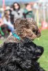 2017 Spiel und Kontakt unter Hunden - Hundespiel