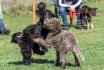 2017 Spiel und Kontakt unter Hunden - Hundespiel