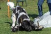 2017 Spiel und Kontakt unter Hunden - Hundespiel