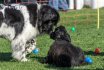 2017 Spiel und Kontakt unter Hunden - Hundespiel