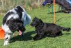 2017 Spiel und Kontakt unter Hunden - Hundespiel