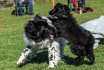 2017 Spiel und Kontakt unter Hunden - Hundespiel