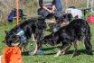 2017 Spiel und Kontakt unter Hunden - Hundespiel