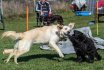 2017 Spiel und Kontakt unter Hunden - Hundespiel
