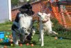 2017 Spiel und Kontakt unter Hunden - Hundespiel