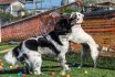 2017 Spiel und Kontakt unter Hunden - Hundespiel