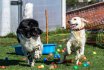 2017 Spiel und Kontakt unter Hunden - Hundespiel