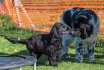 2017 Spiel und Kontakt unter Hunden - Hundespiel