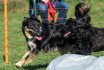 2017 Spiel und Kontakt unter Hunden - Hundespiel