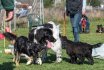 2017 Spiel und Kontakt unter Hunden - Hundespiel