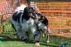 2017 Spiel und Kontakt unter Hunden - Hundespiel