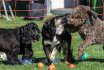 2017 Spiel und Kontakt unter Hunden - Hundespiel