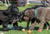 2017 Spiel und Kontakt unter Hunden - Hundespiel