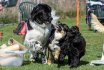 2017 Spiel und Kontakt unter Hunden - Hundespiel
