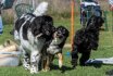 2017 Spiel und Kontakt unter Hunden - Hundespiel
