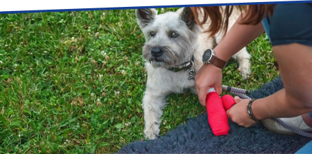 Ausschreibung: Erste-Hilfe-Workshop für Hundehalter,  Freitag, 8. September 2023